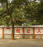 校园香樟