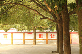阳光下的香樟树